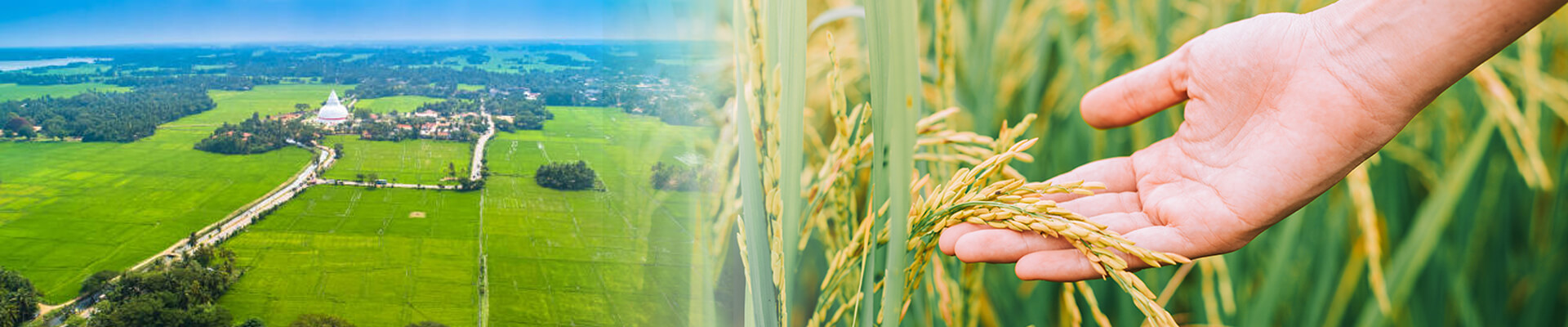 bannerImage